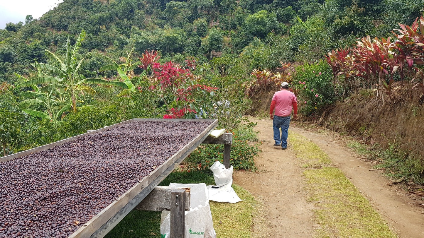La Bandera (Tarrazú, Costa Rica) - L'autre café
