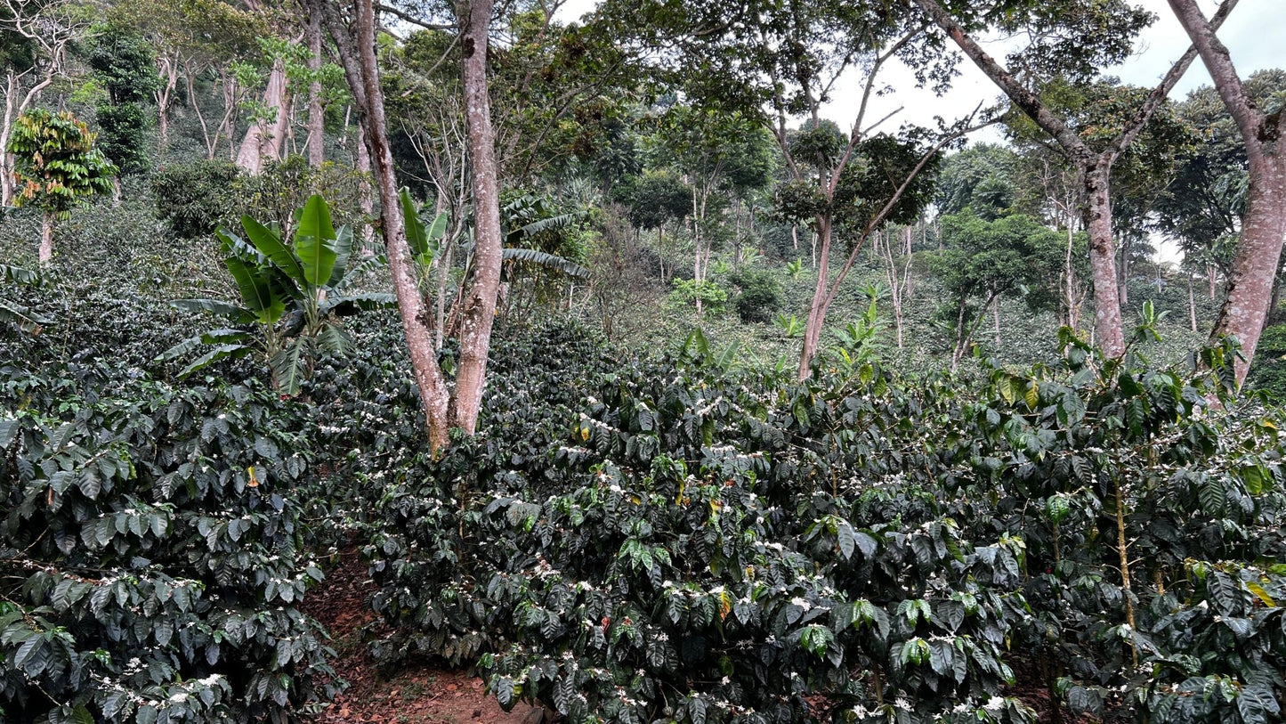 Mombacho (Nueva Segovia, Nicaragua) - L'autre café