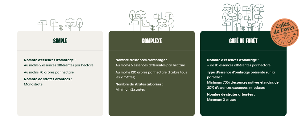 Agroforesterie et café de spécialité : cultiver la qualité sans détruire la forêt - L'autre café