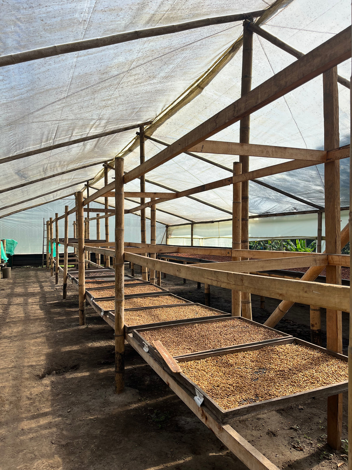 Lits de séchage du café dans la station d’Olman Valladarez à Dipilto, Nicaragua