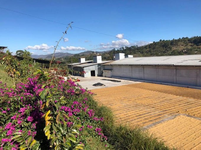 Ceiba (Honduras) - L'autre café