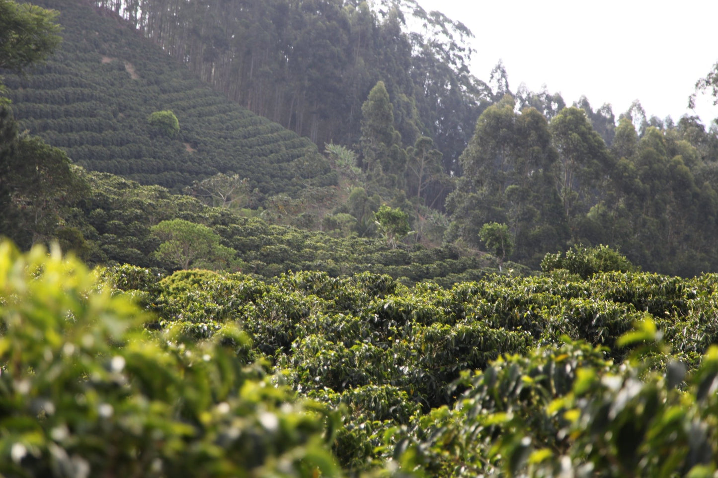 Lush green hillside landscape with terraced rows of coffee plants and tall trees.