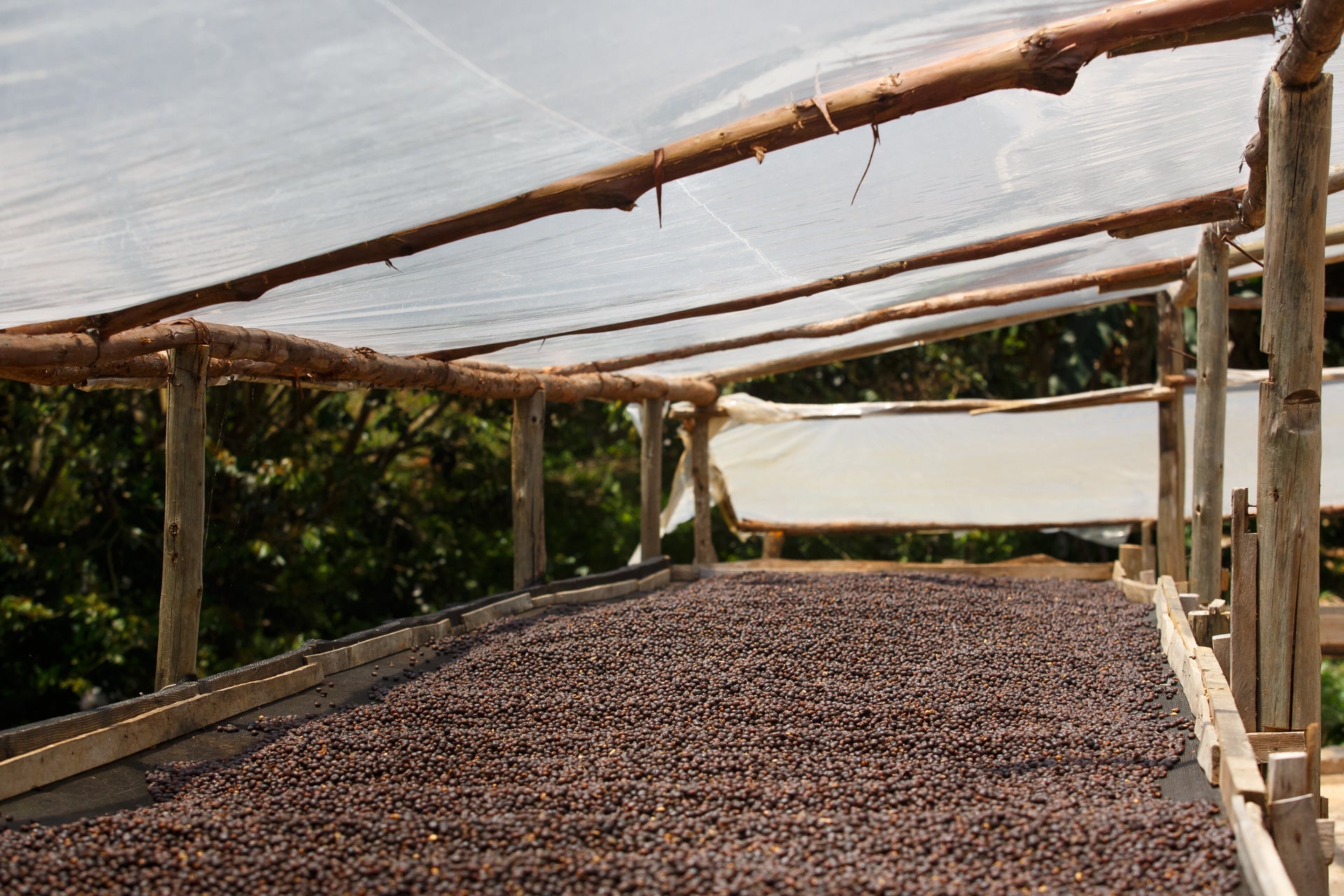 Coffee beans drying on a raised platform under a translucent shelter.
