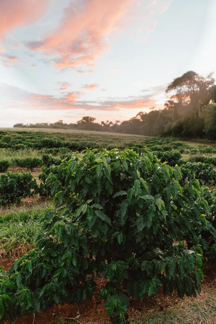 Coffee plantation at sunrise with pink clouds.