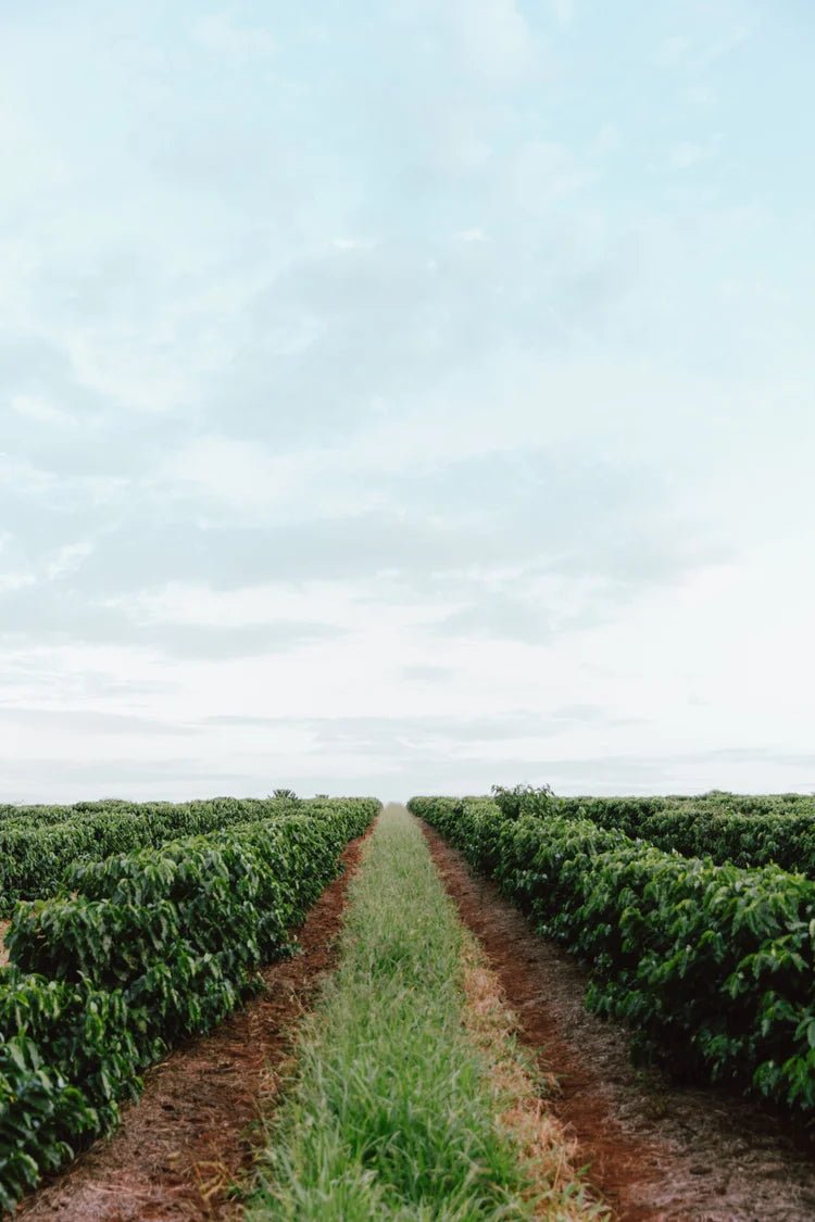 Field of green crops under a cloudy sky.