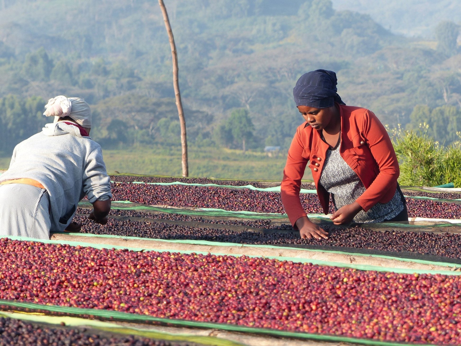 Gera (Limmu, Éthiopie) - L'autre café