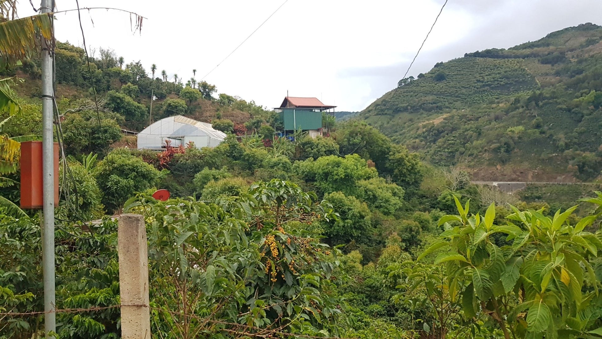 Landscape with lush green vegetation, a greenhouse, a building with a red roof, and a distant mountain.
