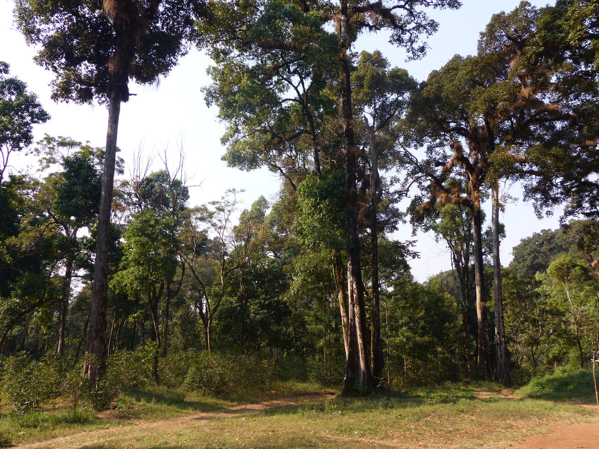 Grands arbres de la forêt de Limmu Kossa, dans la région de Jimma en Éthiopie.