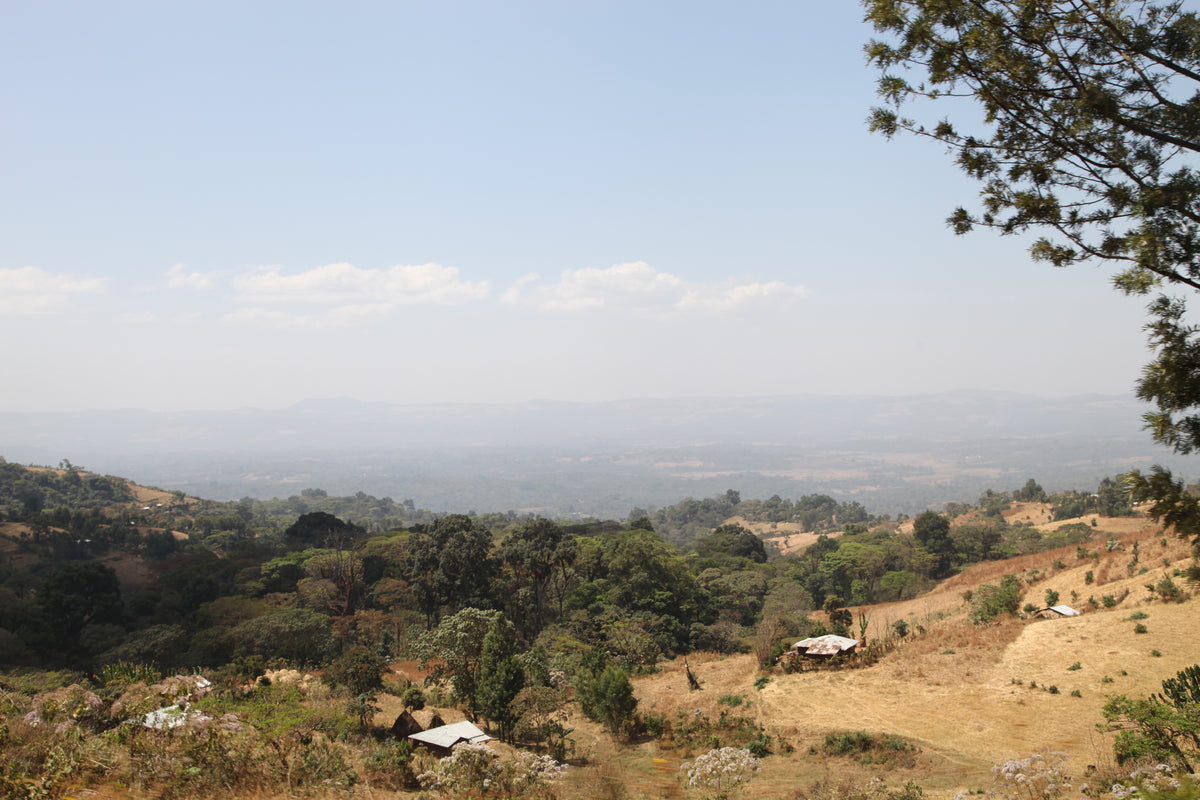 Paysage de Limmu Kossa : collines boisées, parcelles agricoles et habitations.
