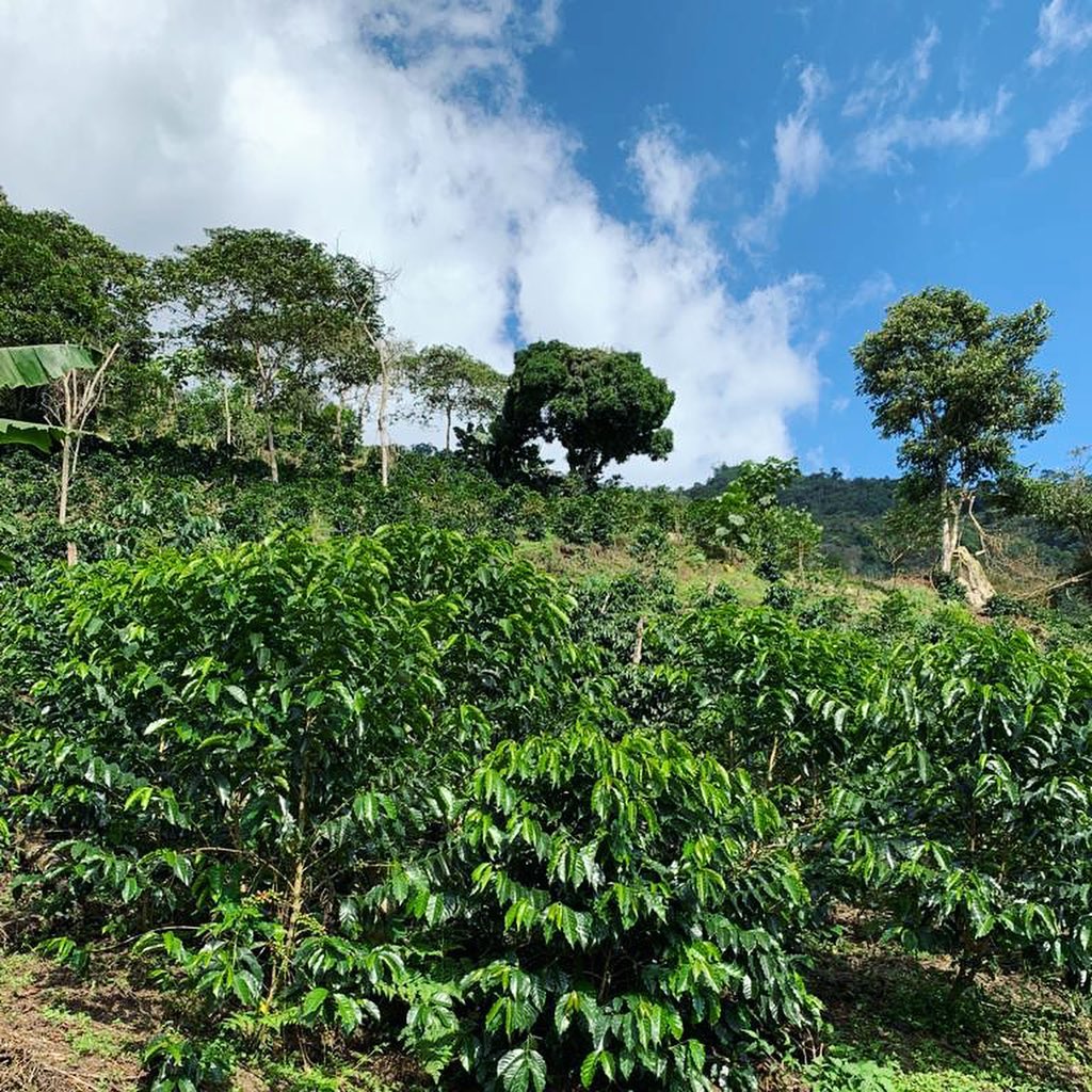 Caféiers cultivés sous ombrage dans la région de Jaén au Pérou