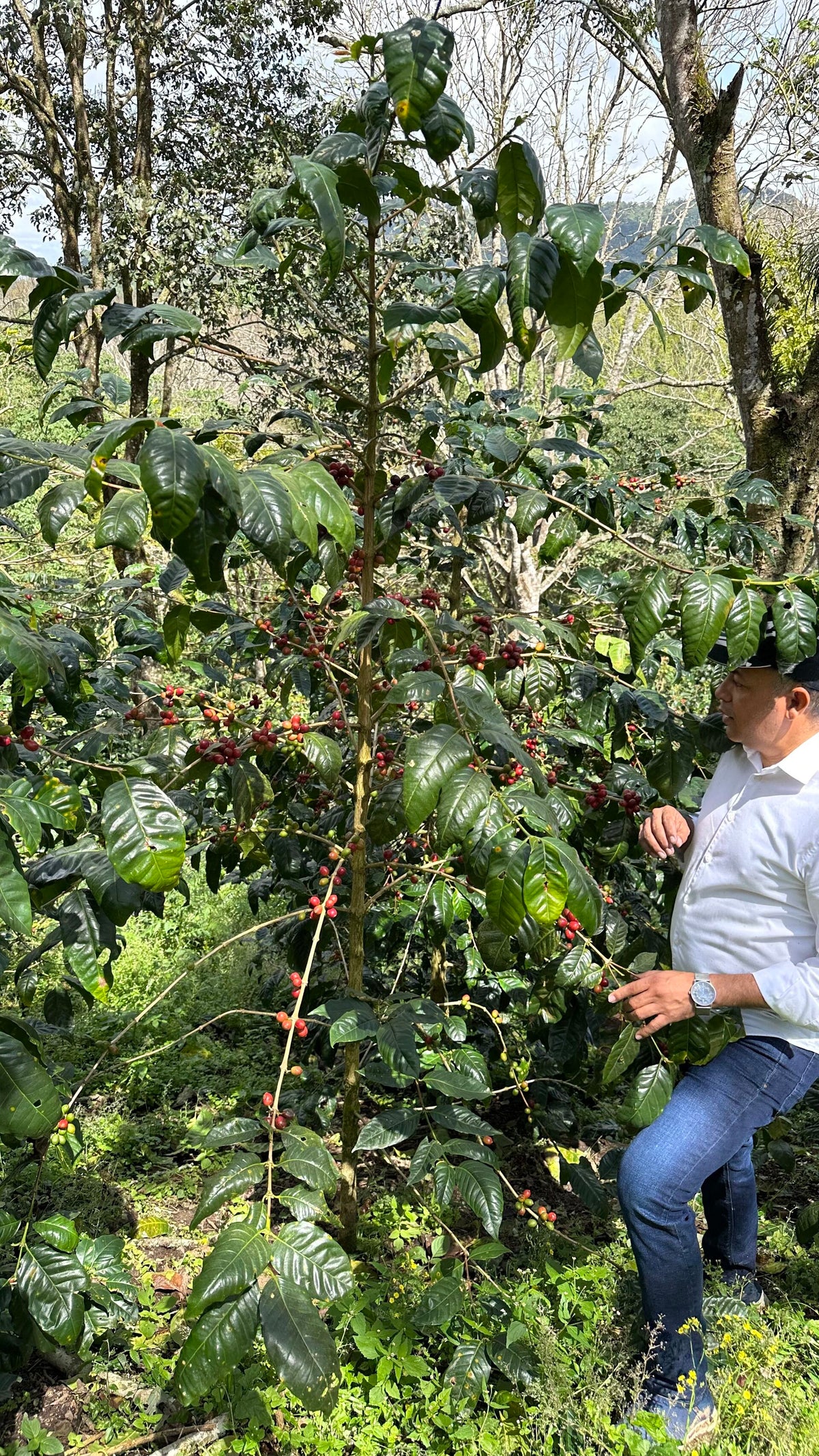 Olman Valladarez examining a coffee tree loaded with ripe cherries in Dipilto, Nicaragua.