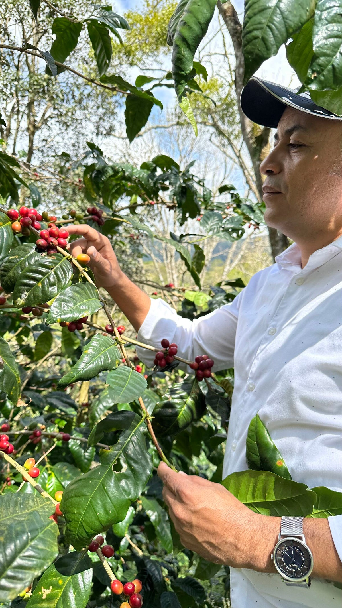 Olman Valladarez inspecting ripe coffee cherries in Dipilto, Nicaragua.