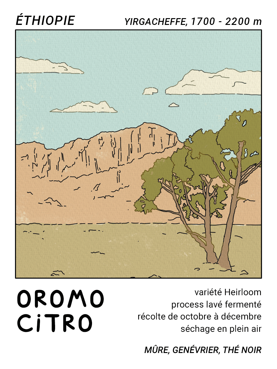 Oromo Citro (Yirgacheffe, Éthiopie) - L'autre café