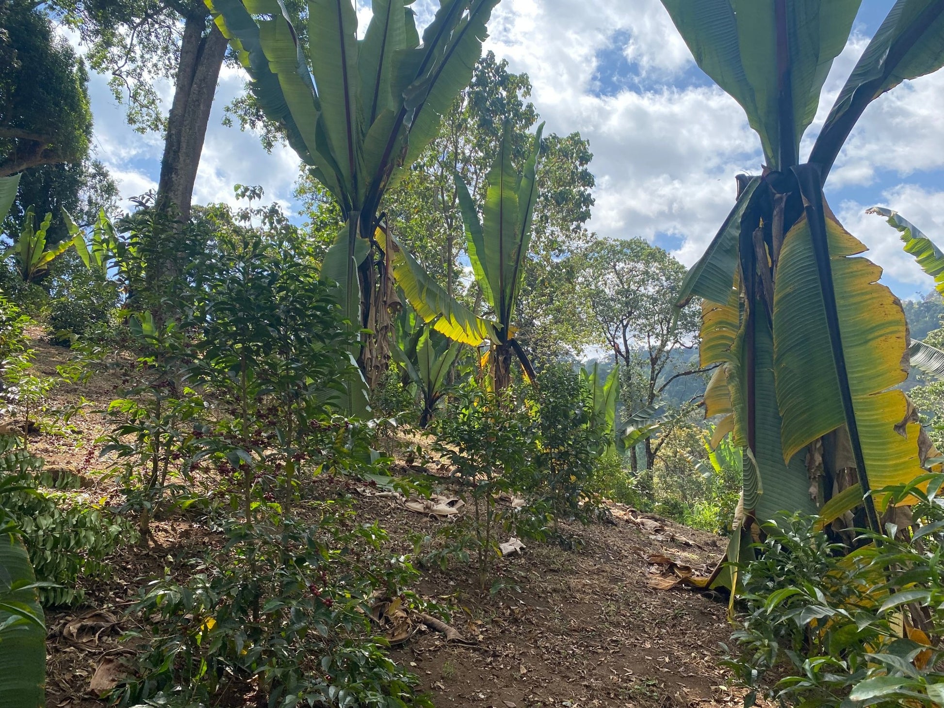 Sloped field with banana and coffee plants under tall trees.