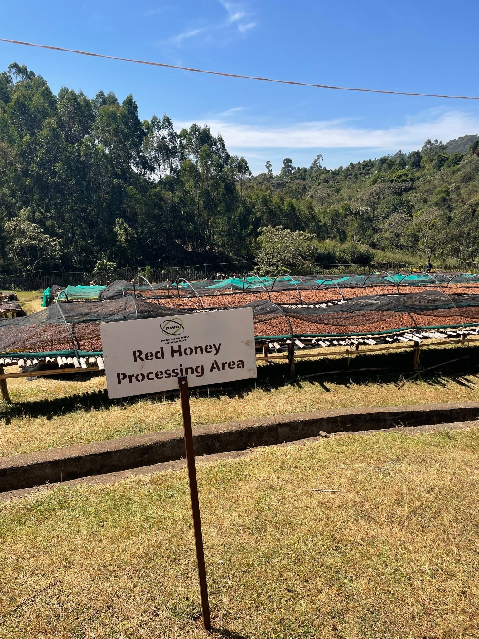 Sign that reads "Red Honey Processing Area" in front of rows of drying coffee beans.
