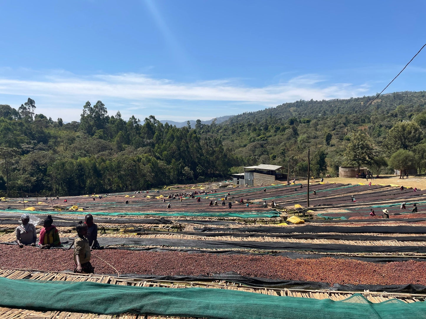 A sunny, elevated view shows workers on tiered drying beds spread with coffee beans in a rural, hilly, and forested area.