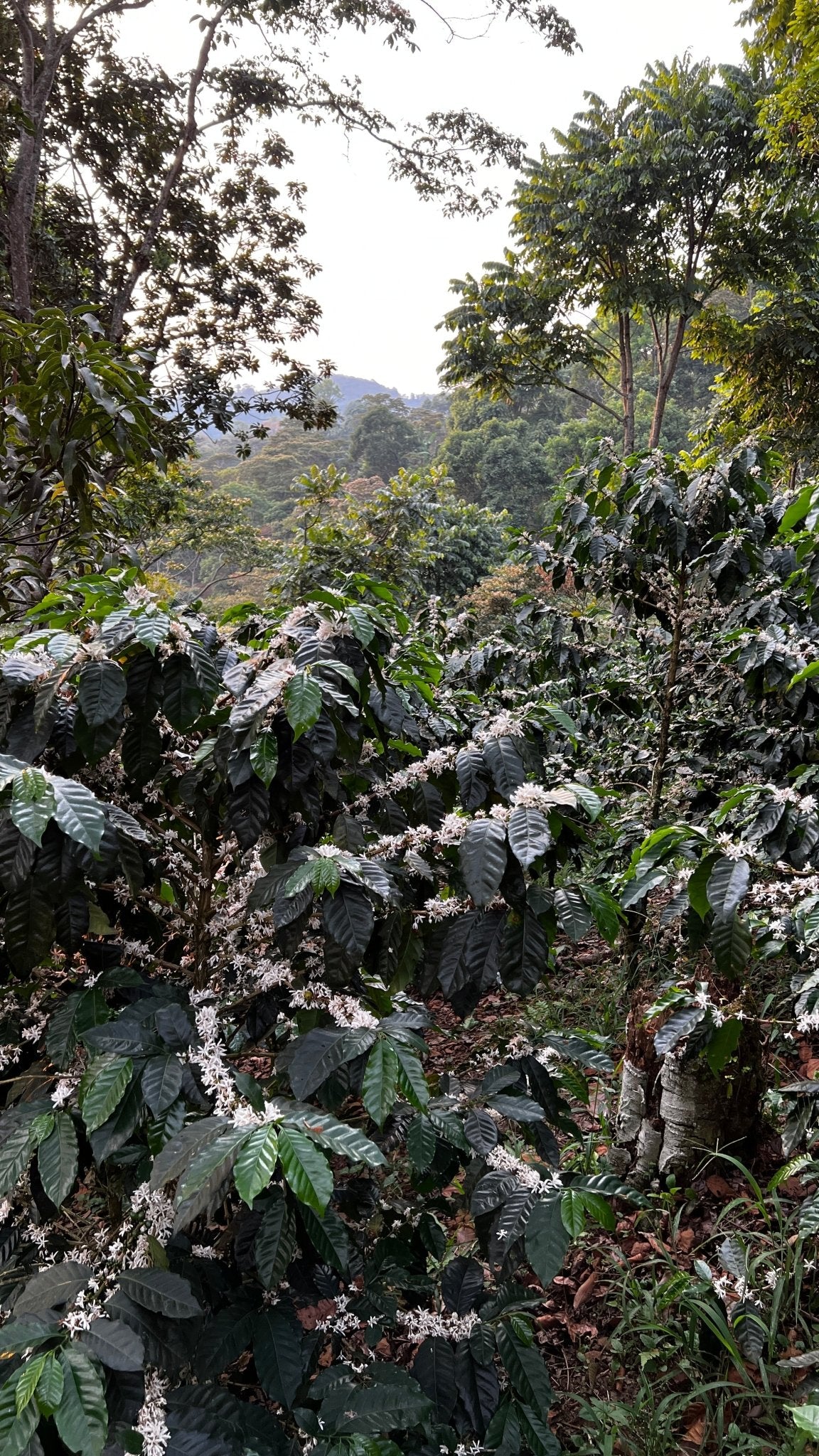 Toston (Nicaragua) - L'autre café