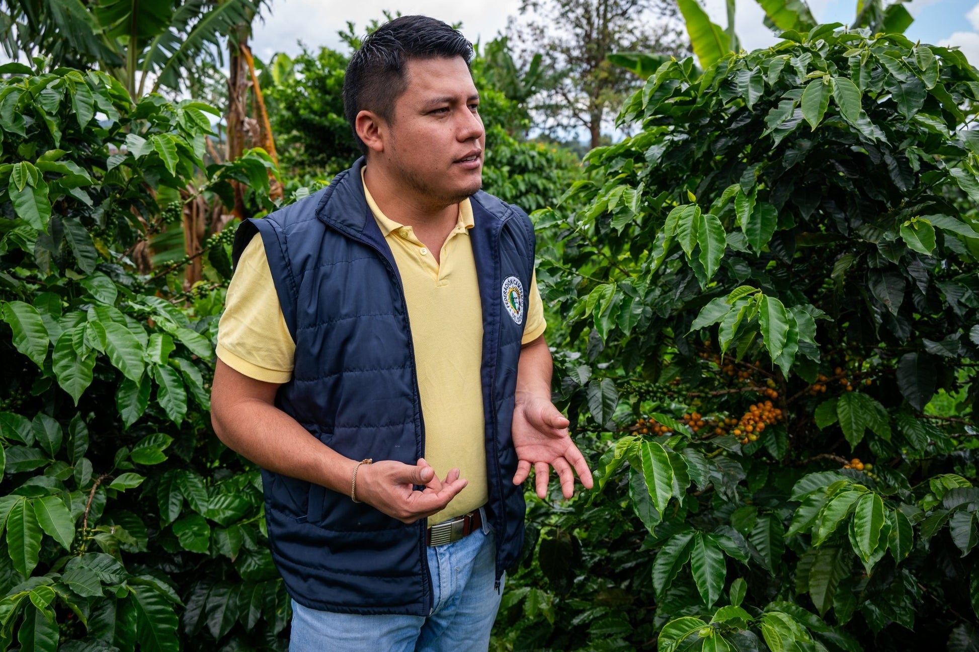 A man in a blue vest and yellow shirt standing among lush, green coffee plants.