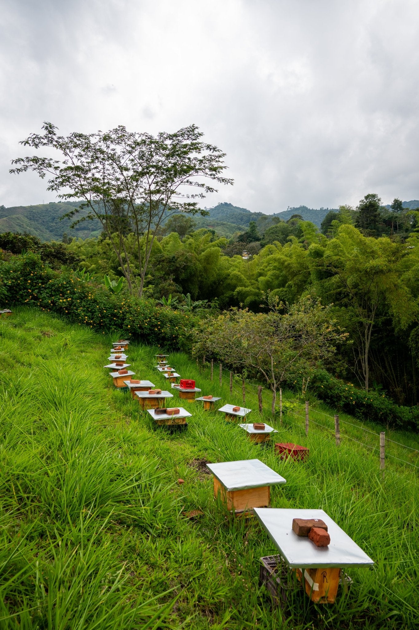 Beehives in a field, with a tree and mountains in the background.