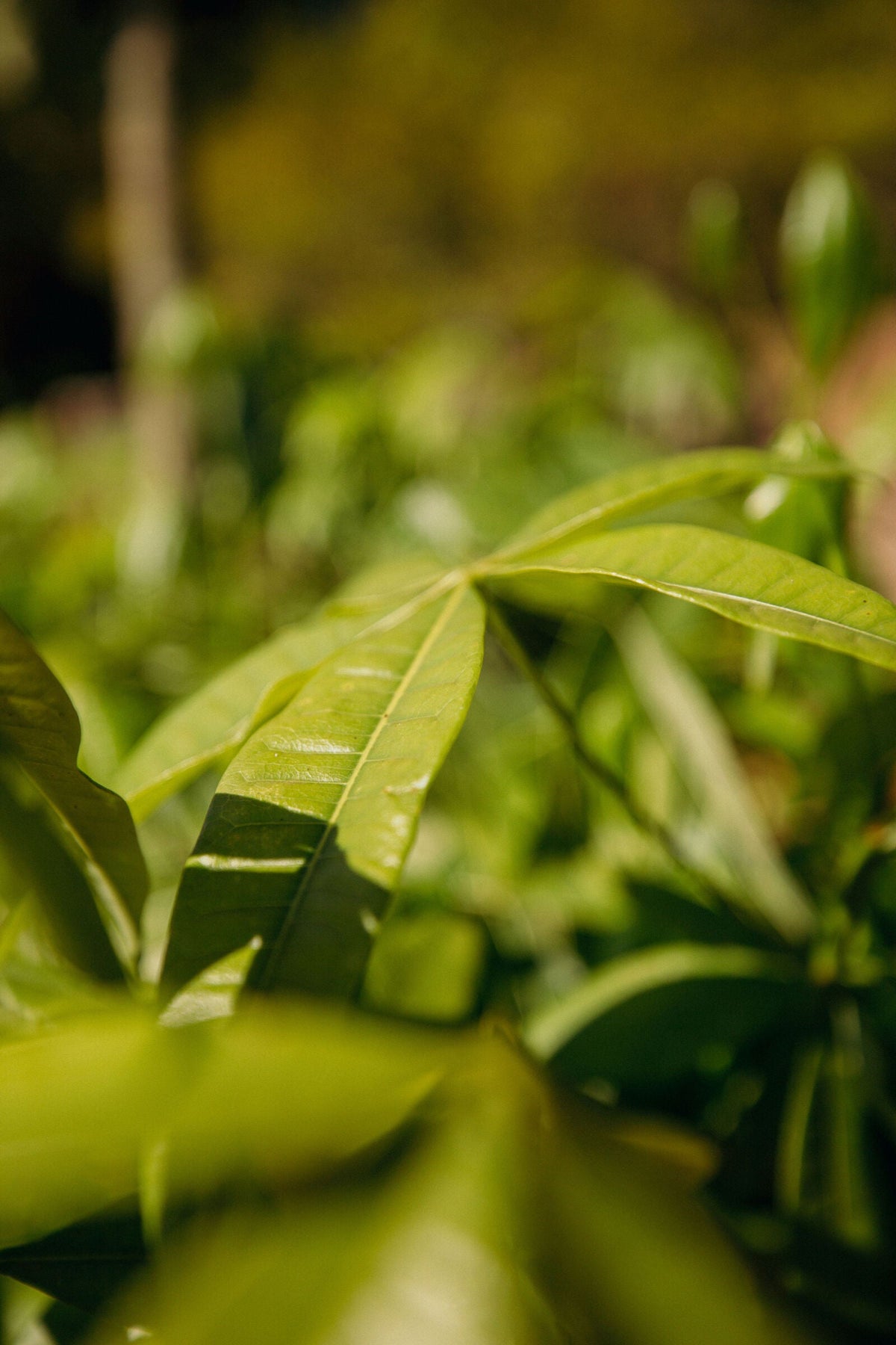 Feuillage de caféier à la Fazenda Vila Boa au Brésil