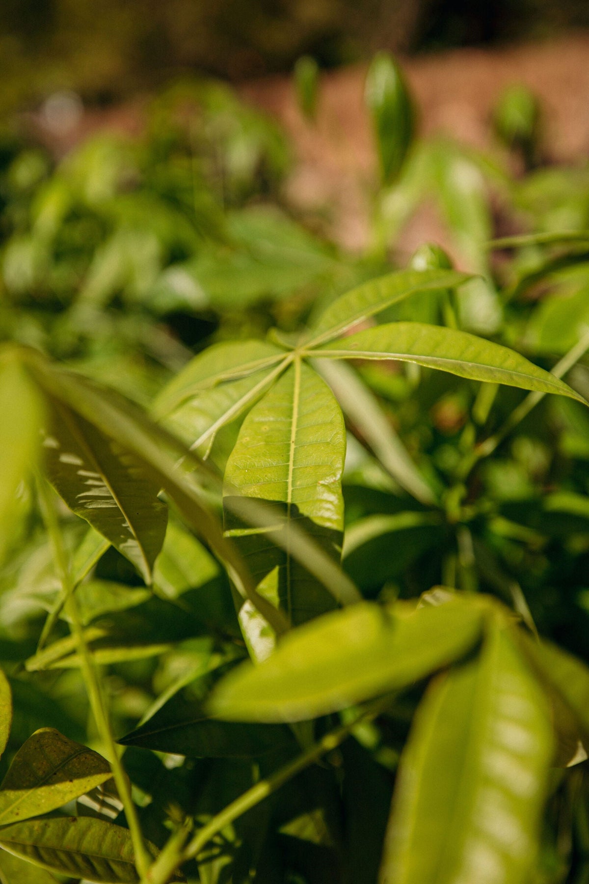 Jeunes feuilles de caféier à la Fazenda Vila Boa au Brésil